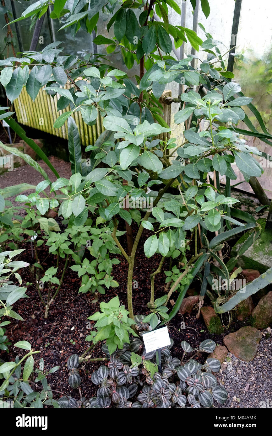 Brunfelsia americana - Botanischer Garten - Heidelberg, Allemagne - DSC01103 Banque D'Images