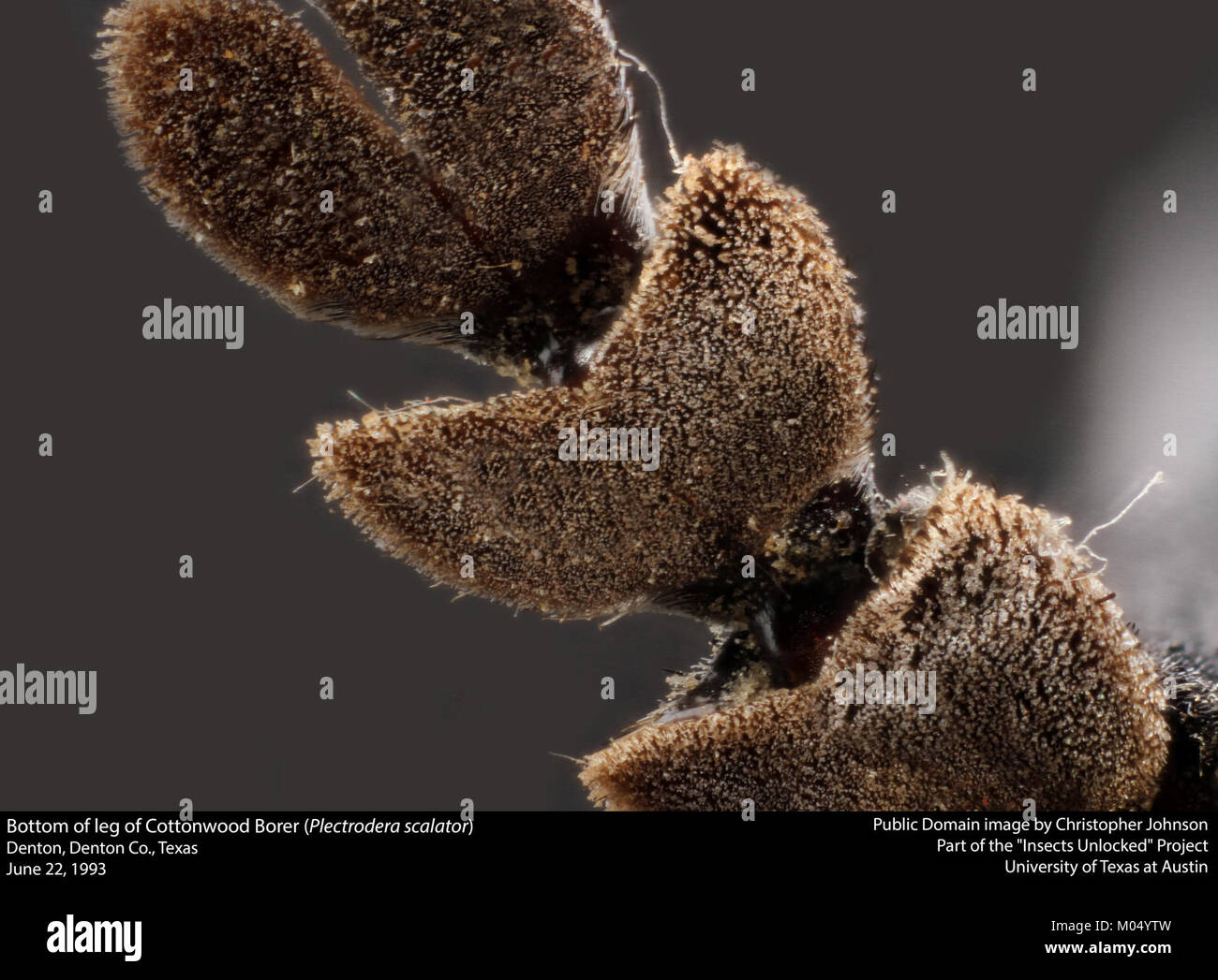 L'image représente le bas de la jambe du cottonwood Borer, une espèce de coléoptère (Plectrodera scalator) connue pour son impact sur les cotonniers lorsqu'elle s'enfouit dans le bois. Banque D'Images