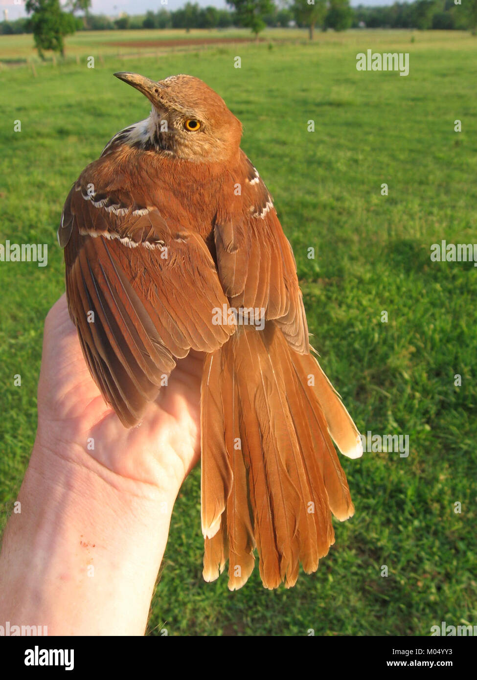 Un Brown Thrasher, un oiseau nord-américain connu pour son apparence distinctive et son chant mélodieux, est montré ici tenu en main pour étude ou observation. Il fait partie des efforts de conservation des oiseaux. Banque D'Images