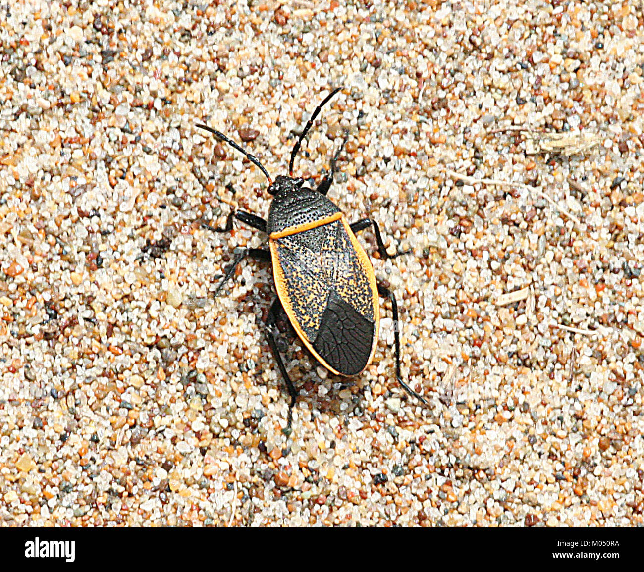 Une photographie capturant les dunes de Morro Bay dans le comté de San Luis Obispo, Californie, montrant un véhicule identifié comme 'BUG (Largus)' du 2 août 2009. L'image met en évidence le paysage côtier et les caractéristiques naturelles de la région. Banque D'Images