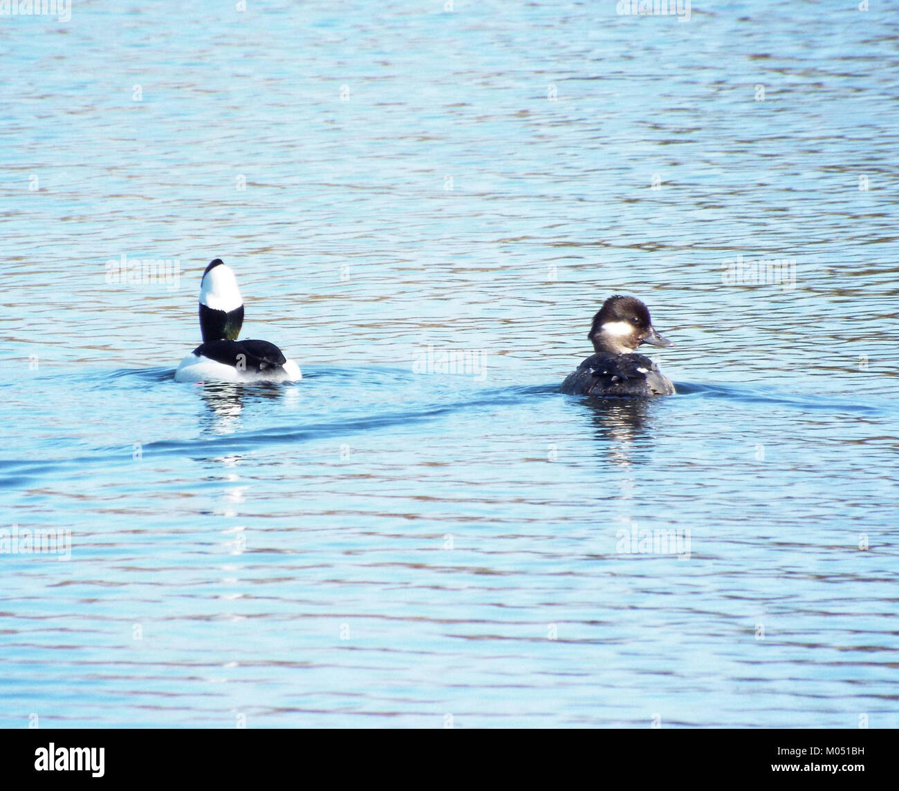 Cette photographie capture un canard Bufflehead plongeant dans l'eau, mettant en valeur le comportement de plongée caractéristique de l'oiseau. Les Buffleheads sont de petites sauvagines connues pour leur technique de plongée unique et sont couramment trouvées en Amérique du Nord pendant les mois d'hiver, en particulier dans les lacs et les étangs d'eau douce. Banque D'Images