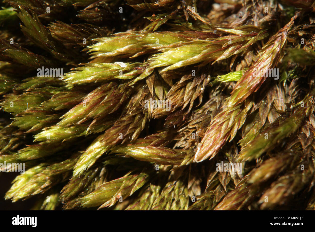 Bryum alpinum est une espèce de mousse, que l'on trouve couramment dans les environnements alpins. Il est connu pour son rôle dans les écosystèmes et son adaptation aux climats froids, jouant un rôle important dans la stabilisation des sols et la santé des écosystèmes. Banque D'Images