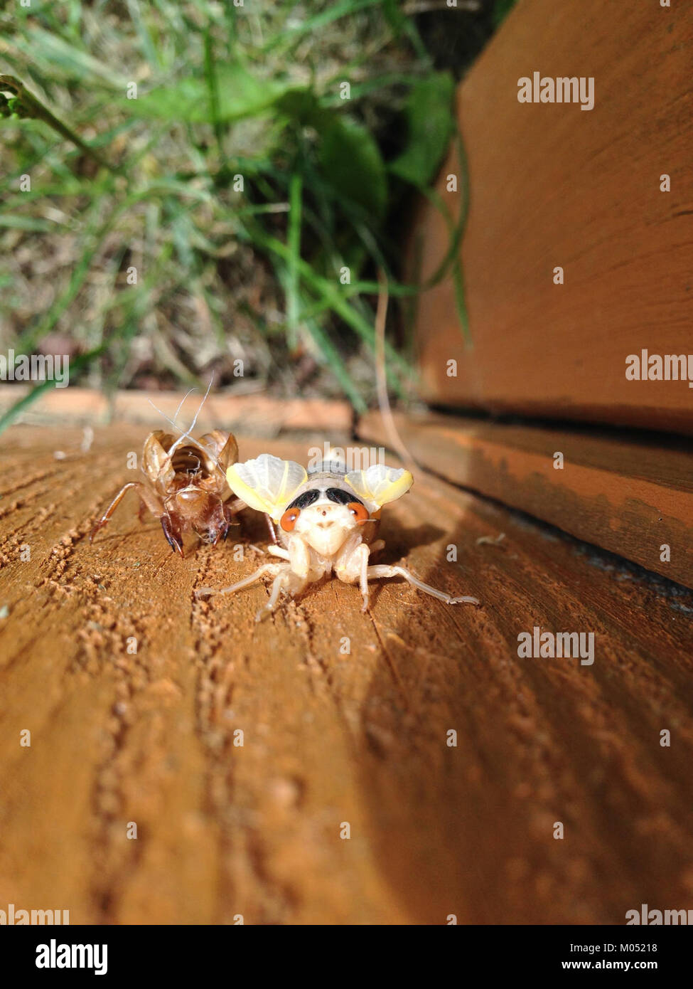 V de la couvée de l'année 17 Pristimantis cigales dix (26531204733) Banque D'Images