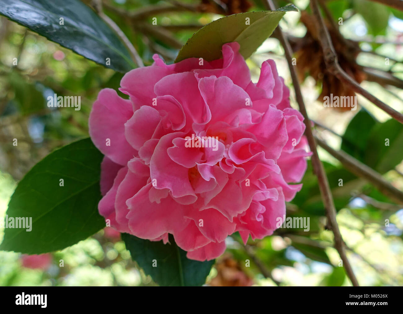 Le 'Camellia x williamsii Mona jury' est un camélia hybride trouvé au Trewidden Garden en Cornouailles, en Angleterre. Il est connu pour ses fleurs distinctives et sa contribution aux collections horticoles. Banque D'Images