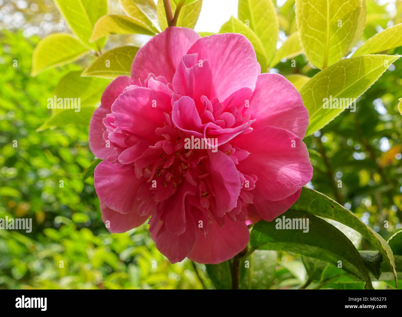 Camellia x williamsii 'Debbie' est une plante hybride située à Trewidden Garden, Cornouailles. La plante est connue pour ses fleurs vibrantes et sa place dans l'horticulture britannique. Banque D'Images