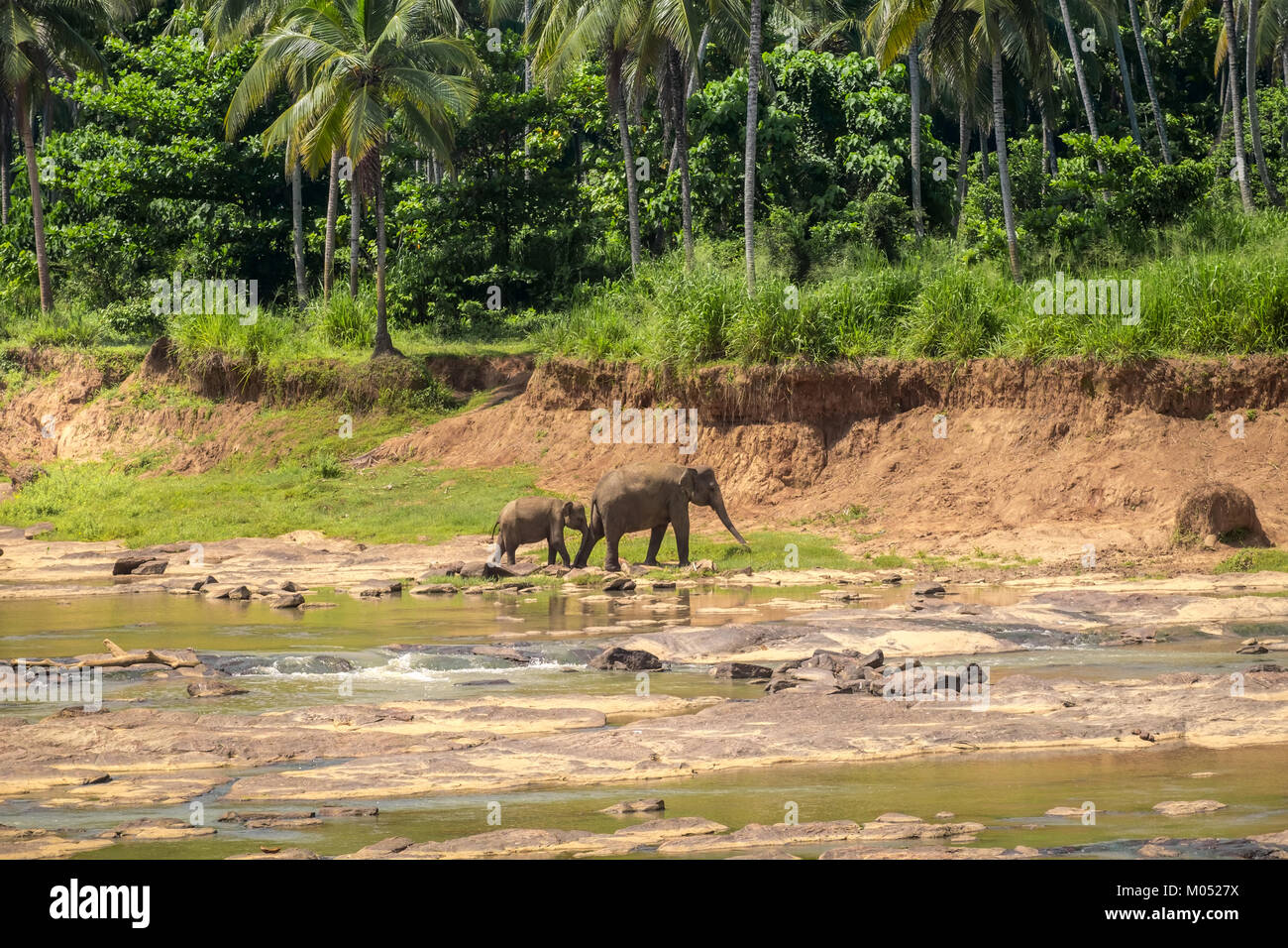 Des profils et bébé éléphant d'Asie crossing river vers la forêt tropicale. Animaux étonnants dans la nature sauvage du Sri Lanka Banque D'Images