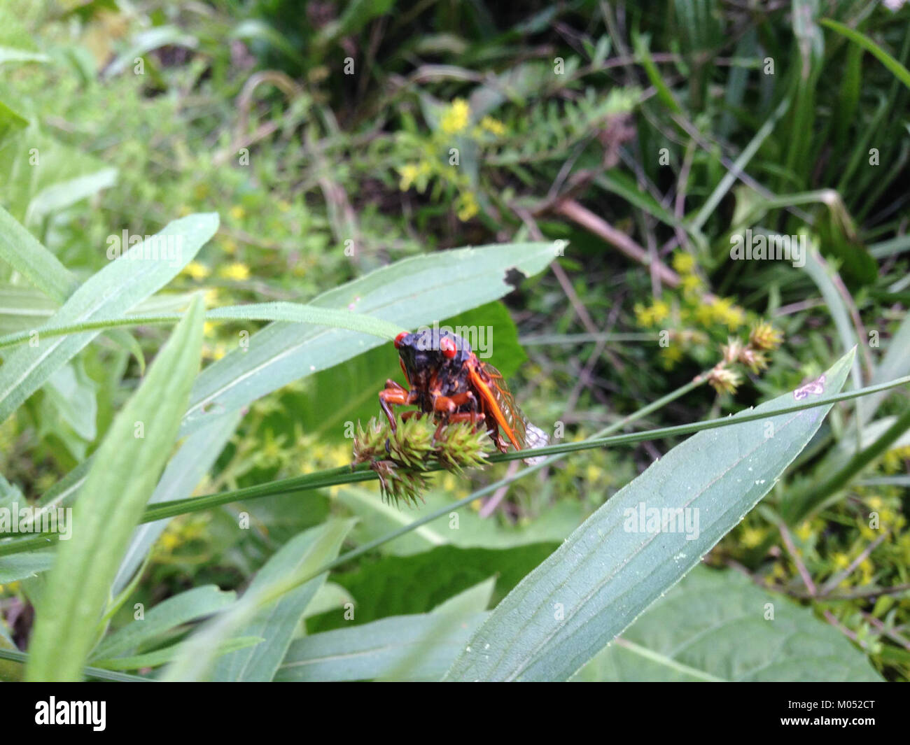 V de la couvée de l'année 17 Pristimantis cigales dix (28044943450) Banque D'Images