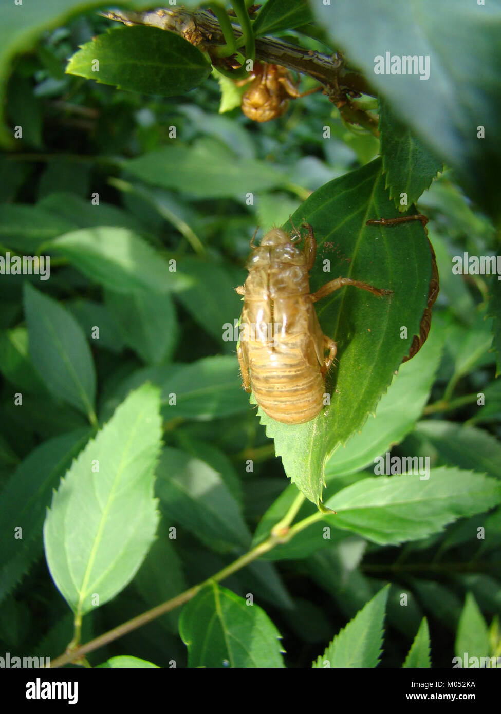 V de la couvée de l'année 17 Pristimantis cigales dix (27528444070) Banque D'Images