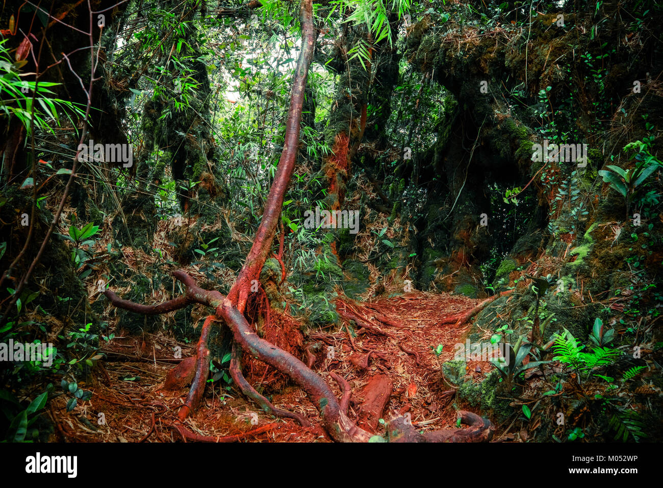 Les couleurs de l'imaginaire paysage surréaliste en forêt moussue tropical mystique avec une jungle de plantes. Concept pour nature mystérieuse et conte background Banque D'Images