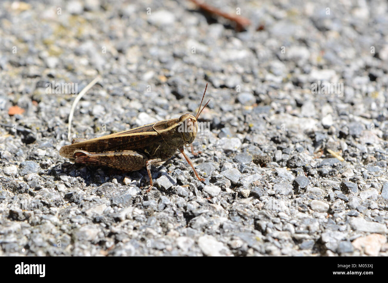 Calliptamus italicus est une espèce de sauterelle présente dans la région méditerranéenne. Il se caractérise par sa taille distinctive, sa couleur et ses préférences en matière d'habitat. Banque D'Images