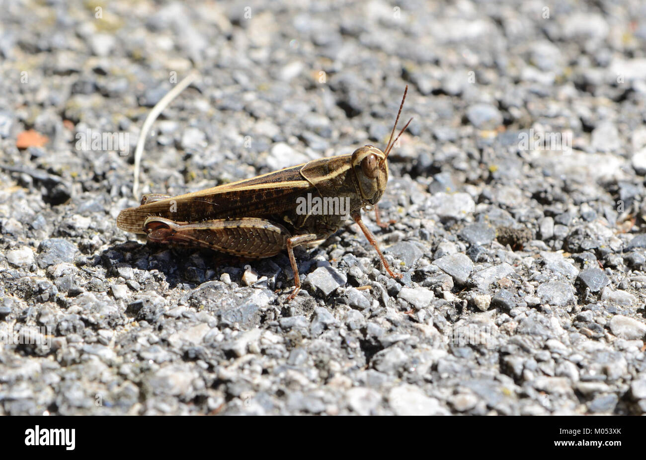 Calliptamus italicus, communément appelé criquet italien, est une espèce de sauterelle que l'on trouve principalement dans le sud de l'Europe. Connu pour son apparence et son comportement distincts, il est étudié pour son impact écologique dans diverses régions. Banque D'Images
