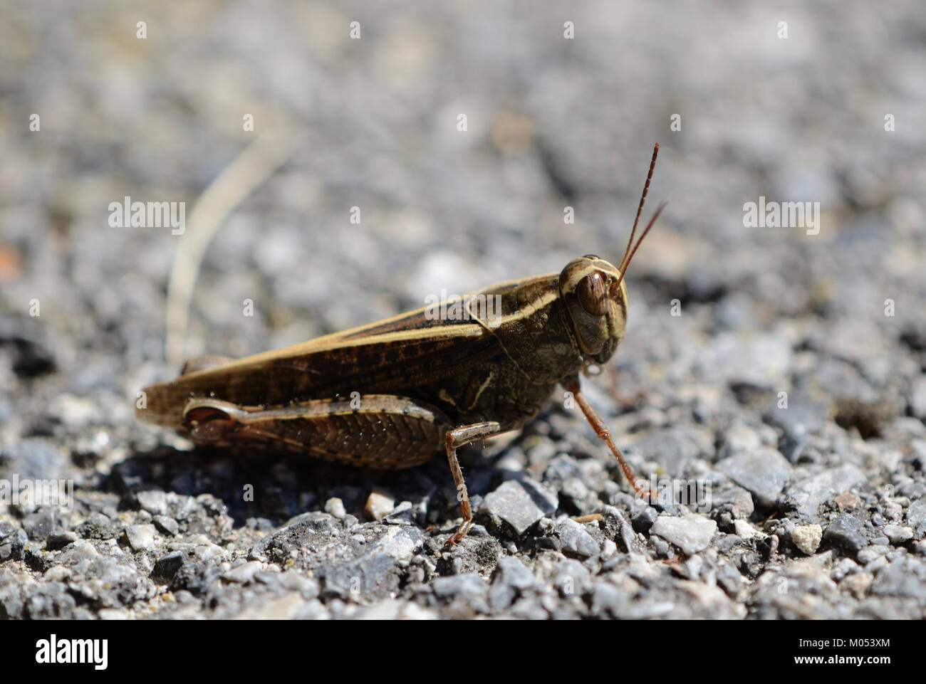 Calliptamus italicus, communément appelé criquet italien, est une espèce de sauterelle que l'on trouve dans le sud de l'Europe et dans certaines parties de l'Asie. Il est connu pour sa capacité à former des essaims, ce qui peut causer des dommages agricoles importants. Cette espèce se caractérise par ses longues ailes et ses fortes capacités de saut. Banque D'Images