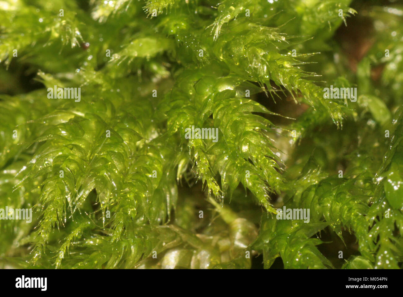 Une image de Brachythecium tommasinii, une espèce de mousse du genre Brachythecium. L'espèce est connue pour ses caractéristiques uniques et son rôle dans les milieux écologiques. Les mousses comme celle-ci contribuent à la biodiversité et à la santé des écosystèmes. Banque D'Images