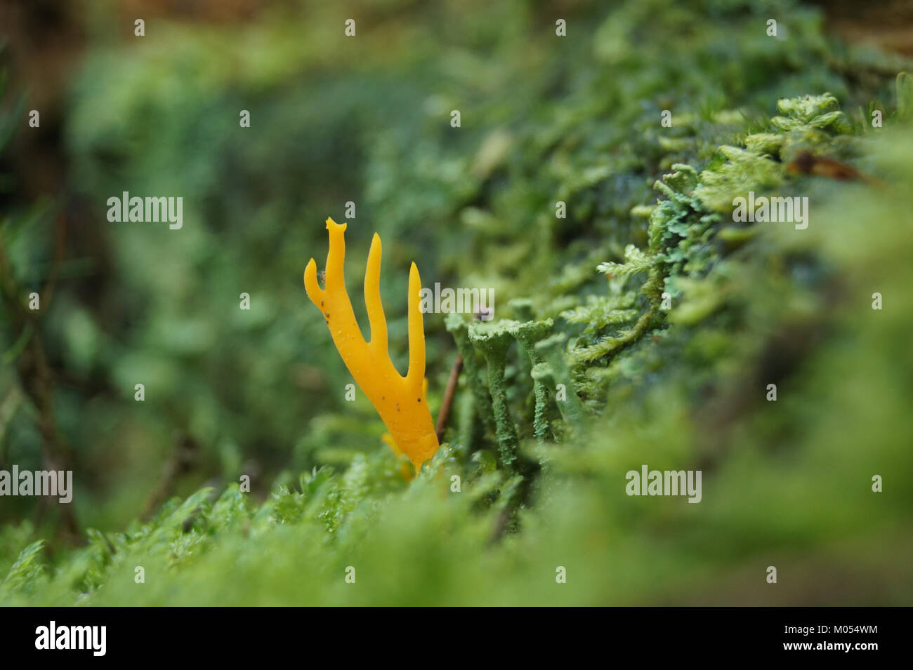 Photographie de Calocera viscosa, une espèce de champignon trouvée à Gierather Wald, en Allemagne. L'image met en évidence sa couleur jaune éclatante et sa forme distinctive, contribuant à l'étude des champignons et de la biodiversité. Banque D'Images