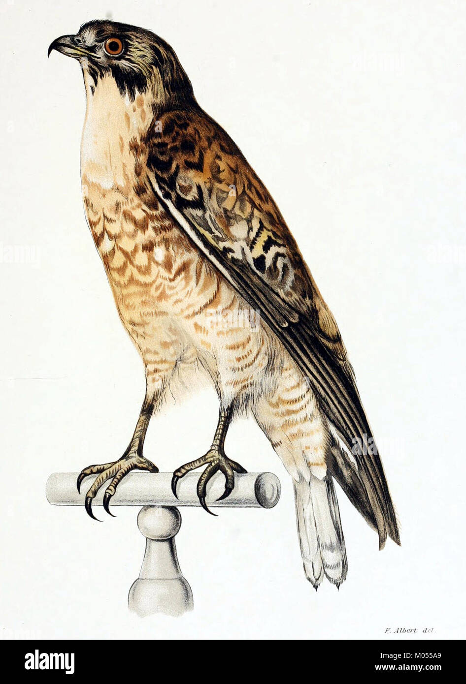 Buteo poecilogaster, également connu sous le nom de faucon de couleur claire, est une espèce d'oiseau de proie trouvée en Amérique centrale et du Sud. Ce faucon est connu pour son plumage distinctif et ses compétences de chasse. Banque D'Images