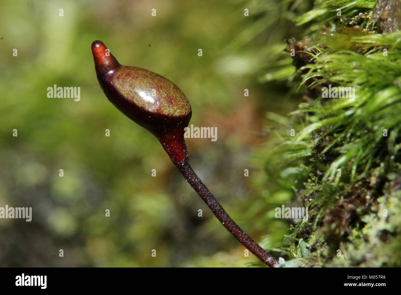 Buxbaumia aphylla est une espèce rare de mousse trouvée dans les régions tempérées. Il est identifié par son apparence distinctive, y compris une petite taille et des structures reproductives uniques. Cette espèce joue un rôle dans les écosystèmes locaux, contribuant à la santé des sols et à la rétention de l’humidité. Banque D'Images