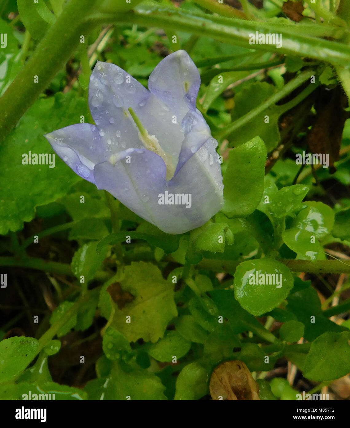 Campanula incurva est une espèce de plante à fleurs de la famille des bellflower. Connu pour ses fleurs courbes distinctives, il est originaire de certaines régions et apprécié pour ses qualités ornementales dans les jardins. Banque D'Images