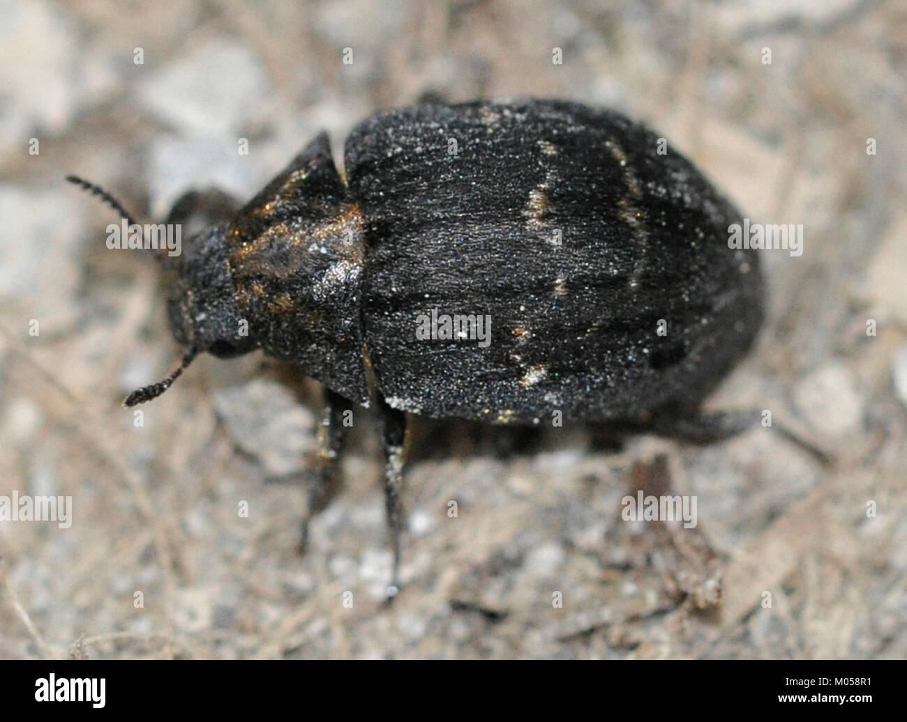 Byrrhus fasciatus est une espèce de coléoptère de la famille des Dryophthoridae. Il est connu pour son apparence distincte et peut être trouvé dans diverses régions. Son rôle dans les écosystèmes et les milieux naturels est important pour la biodiversité. Banque D'Images