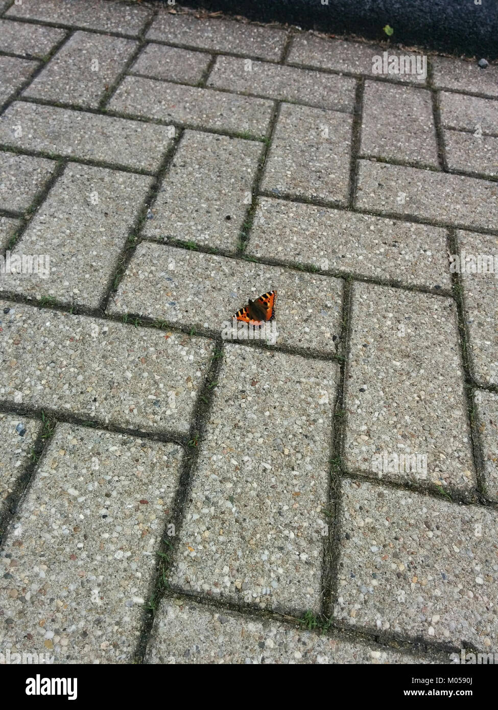 Cette image capture un papillon reposant sur une rue, offrant une juxtaposition entre nature et milieux urbains. Le moment met en évidence la résilience de la vie naturelle au milieu d'un environnement créé par l'homme. Banque D'Images