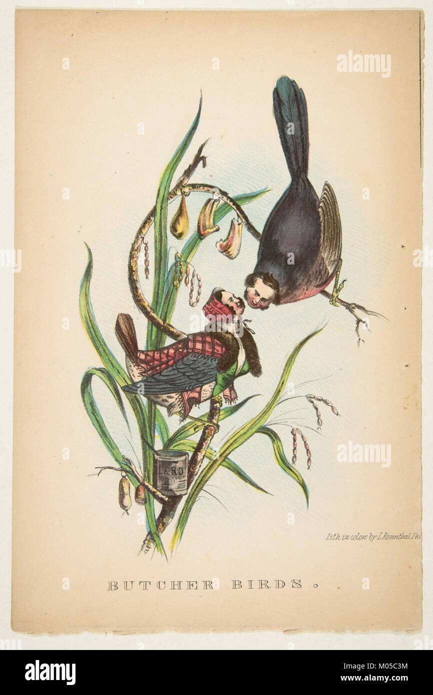 L'illustration des « oiseaux bouchers » de la bande dessinée histoire naturelle de la race humaine représente des oiseaux connus pour leur comportement prédateur. Ces oiseaux, souvent associés à la chasse, sont présentés dans un contexte satirique dans cette œuvre historique. Banque D'Images