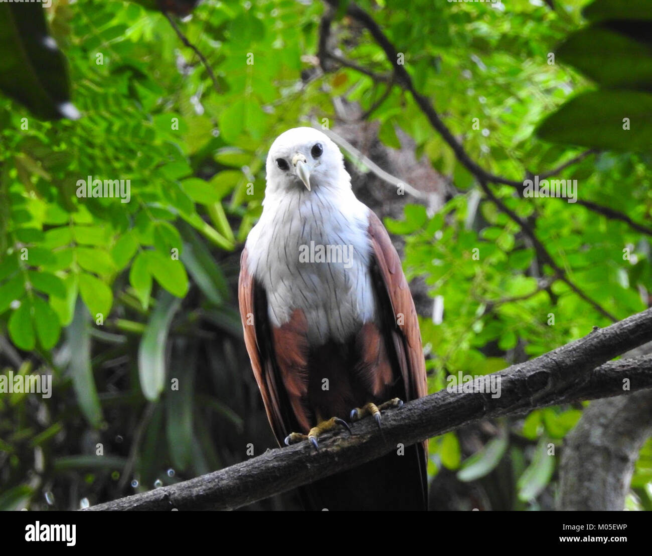 Un cerf-volant Brahminy, une espèce de rapace, logé dans un zoo, connu pour son plumage marron et blanc distinctif et ses capacités de vol impressionnantes. Banque D'Images