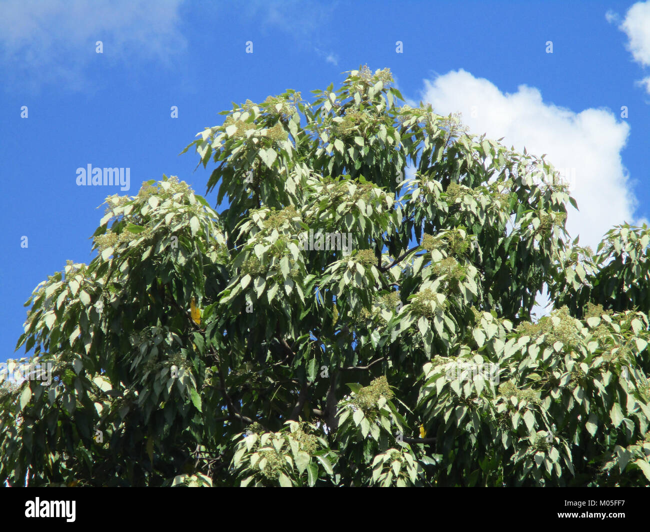 (Candlenut Aleurites moluccana) couronne de l'arbre Banque D'Images