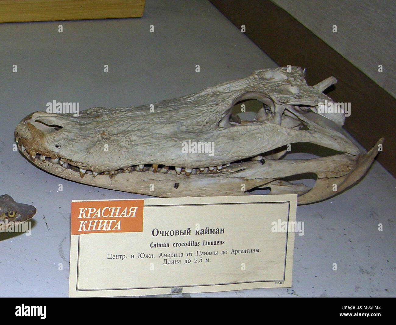 Le crâne d'un Caïman crocodilus, également connu sous le nom de caïman à lunettes, présente ses caractéristiques distinctives, notamment une structure robuste et un museau allongé. Cette espèce de caïman est originaire d'Amérique centrale et d'Amérique du Sud et est reconnue pour sa nature agressive et son adaptabilité à divers habitats. Banque D'Images