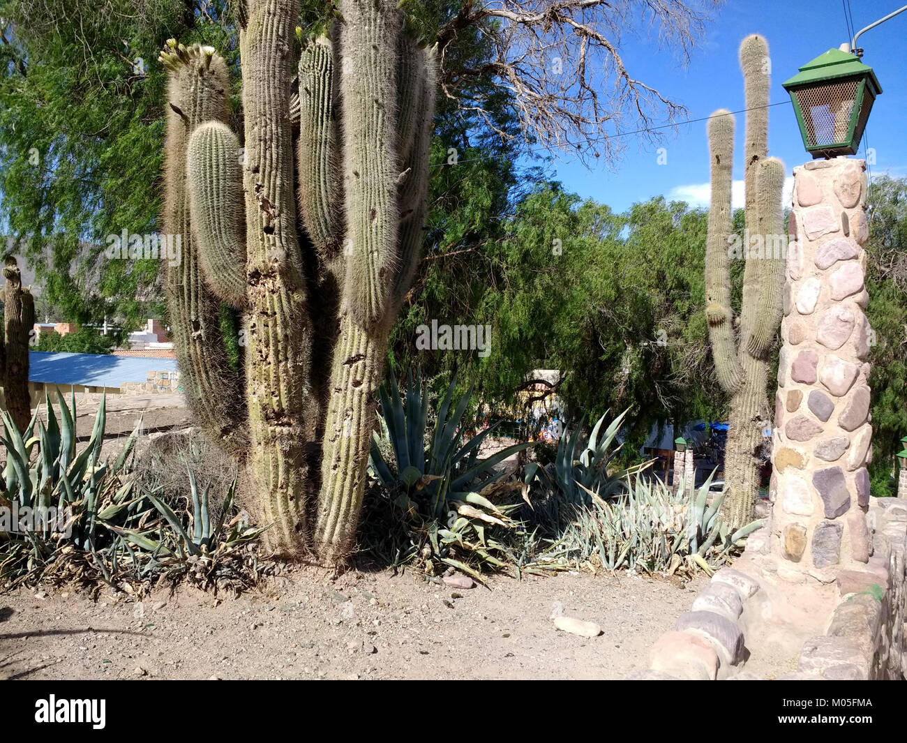 Les cactus à Humahuaca Banque D'Images