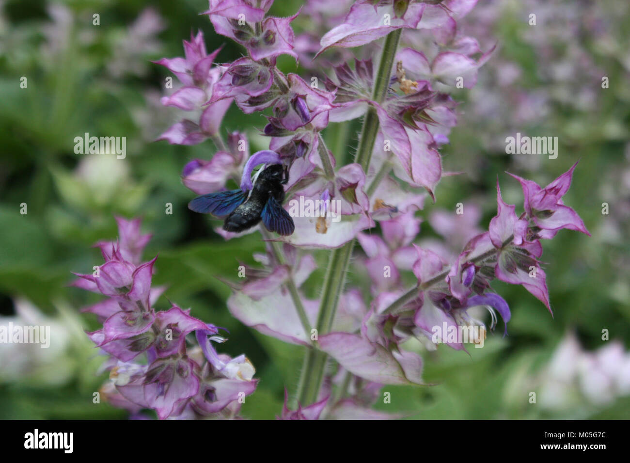 Vue sur le jardin botanique de Brno, en République tchèque, situé dans la région de Kravi Hora, connue pour sa collection variée de plantes et son environnement serein. Banque D'Images