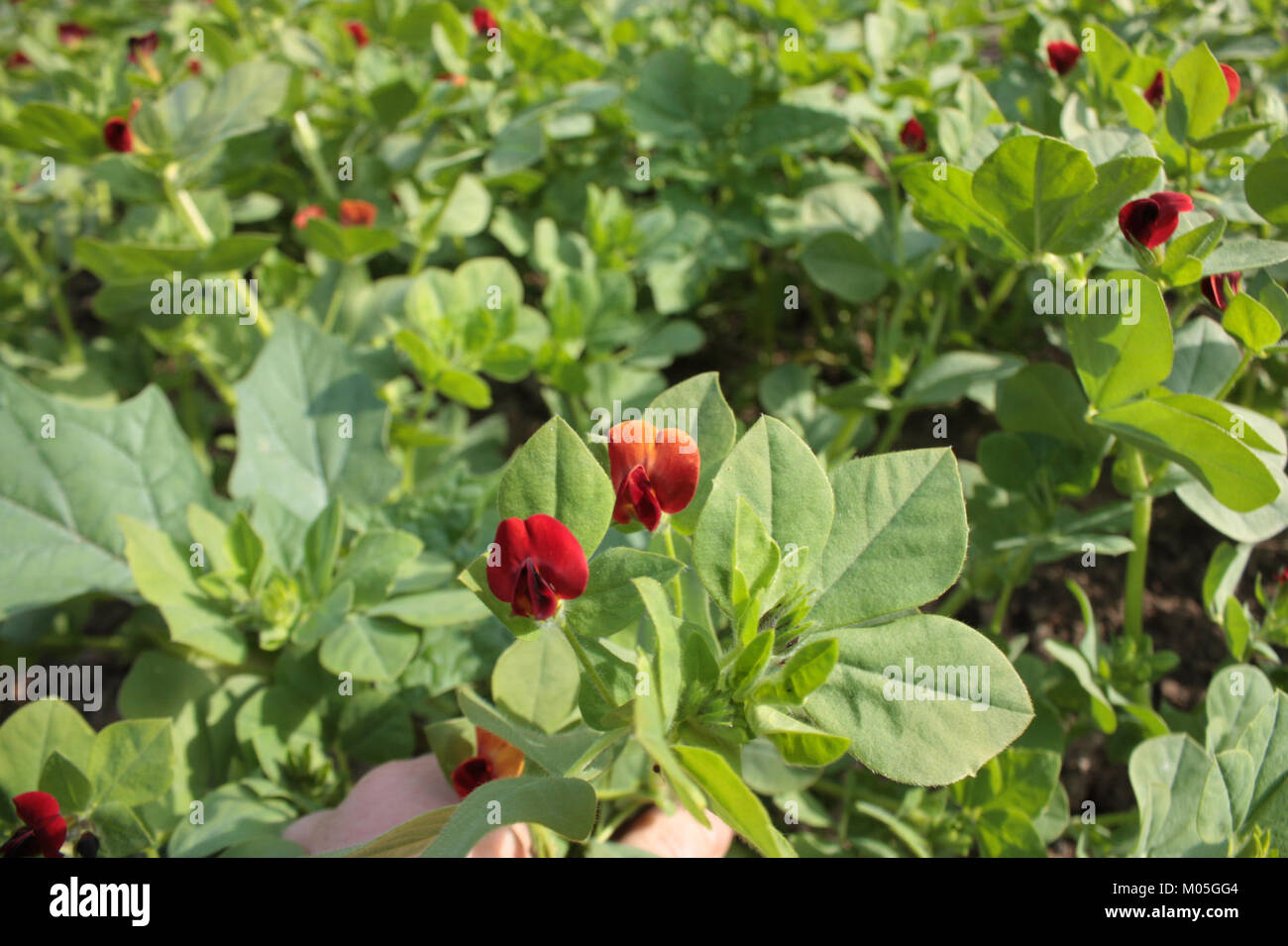 Le jardin botanique de Brno, situé à Kravi Hora, a été créé en 183. Il est connu pour sa collection variée de plantes et son rôle dans la recherche botanique et l'éducation. Banque D'Images