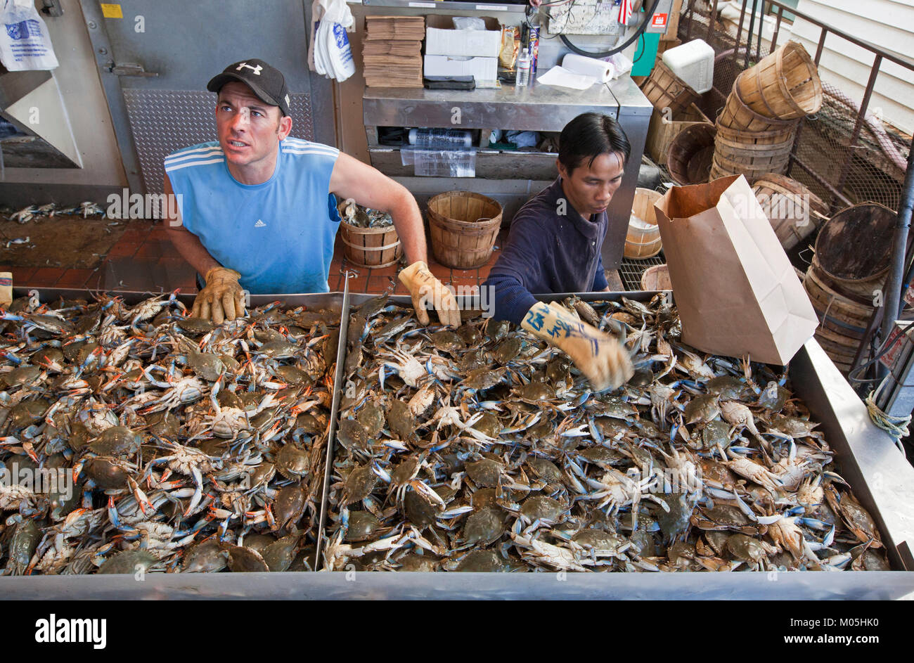 La vente de crabes à carapace molle Banque D'Images