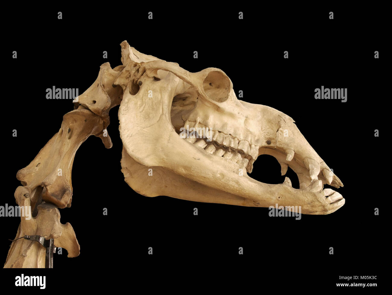 Un crâne du dromadaire chameau (Camelus dromedarius), montrant ses traits distinctifs. Ce spécimen met en évidence l'anatomie et la biologie de l'espèce. Banque D'Images