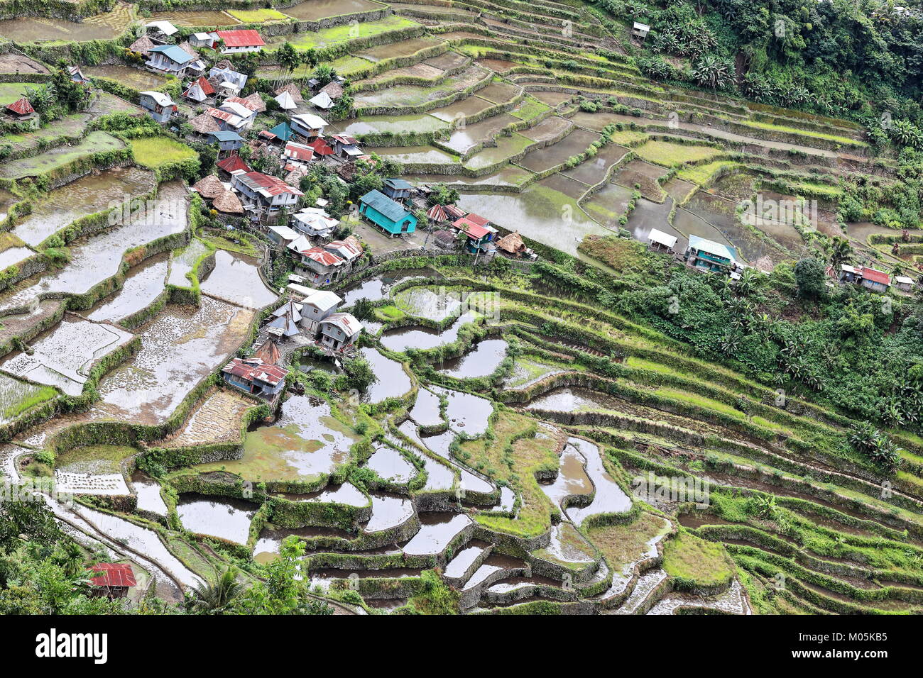 Le village de Batad cluster-partie de les rizières en terrasses des cordillères des Philippines Site du patrimoine mondial de l'Unesco dans la catégorie des paysages culturels. Banau Banque D'Images