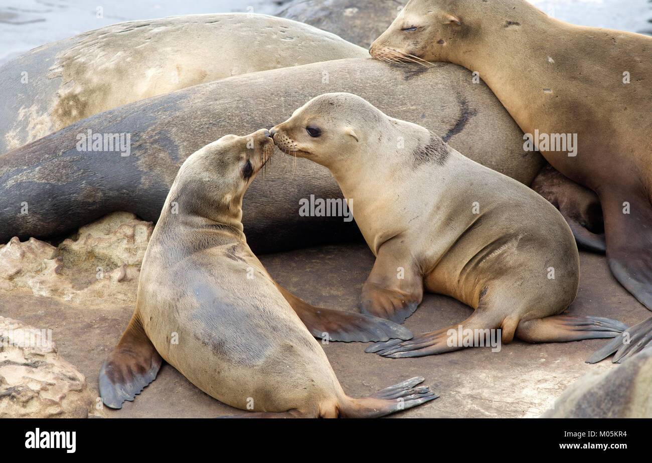 Le lion de mer de deux petits nez à nez Banque D'Images