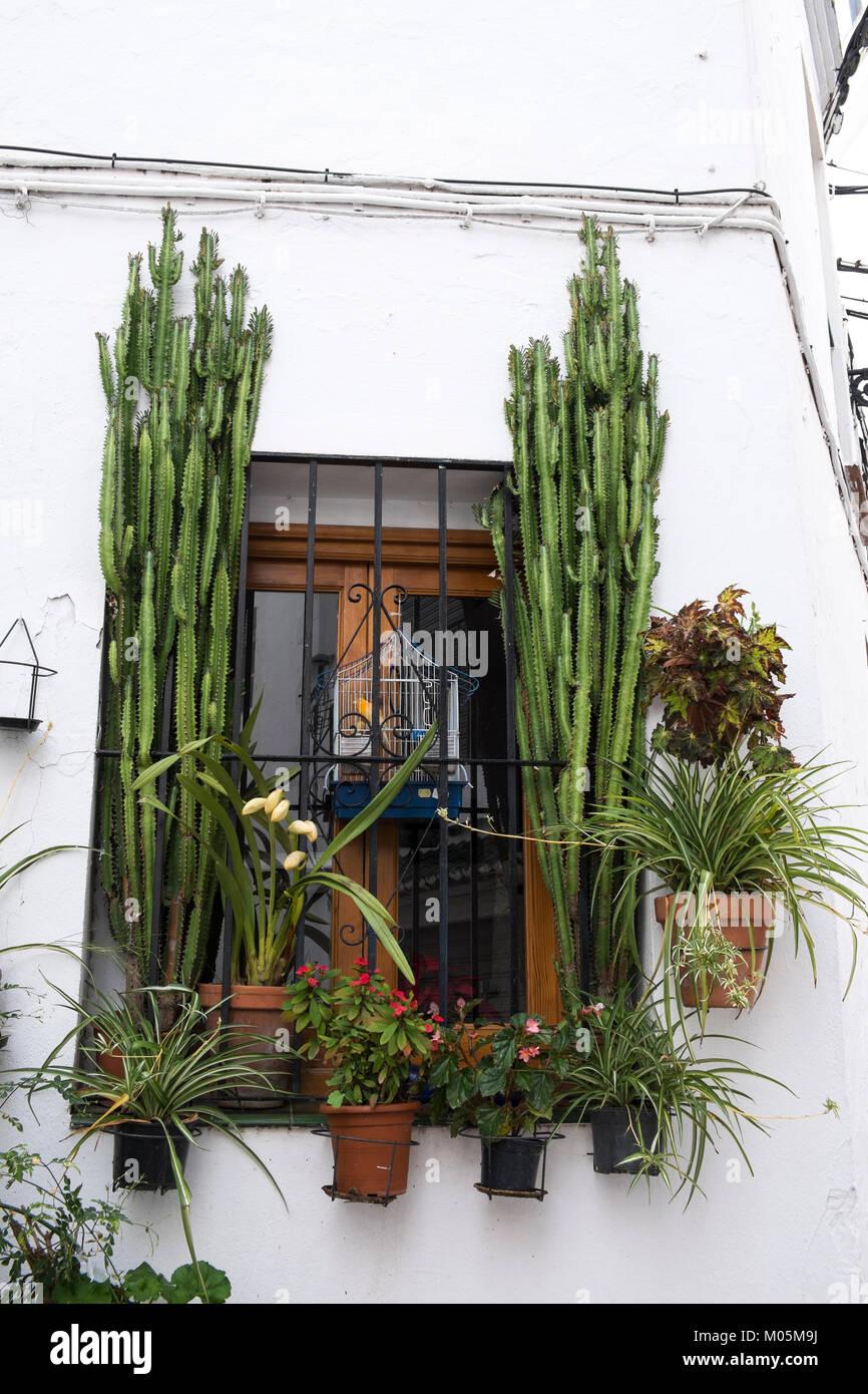 Fenêtre ornée de plantes. Istan, la province de Malaga, Andalousie, espagne. Banque D'Images