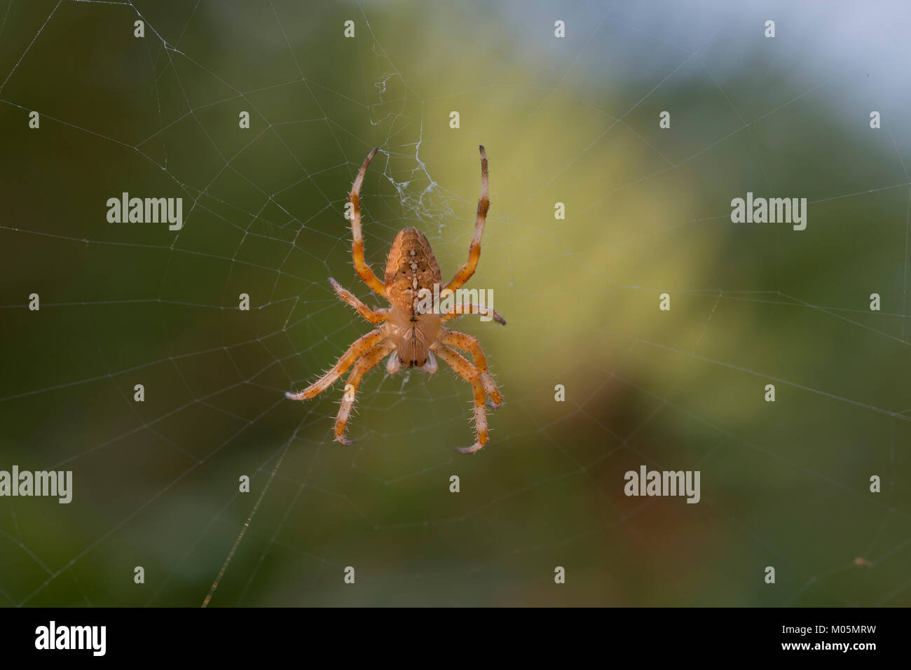 Jardin araignée dans le Web Banque D'Images