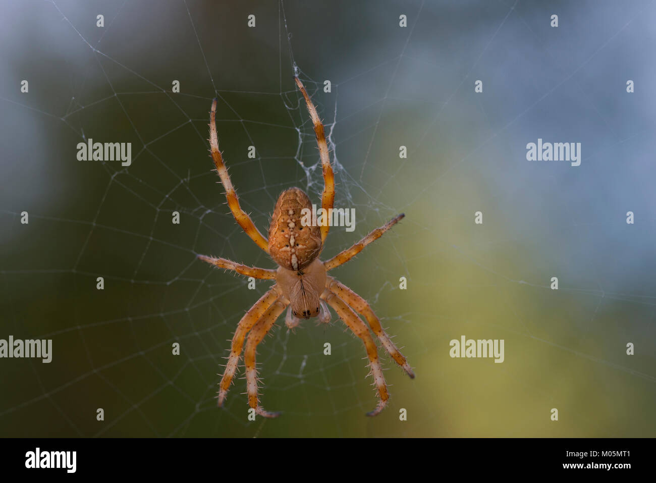 Jardin araignée dans le Web Banque D'Images