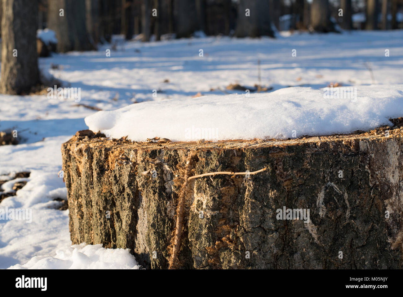 La neige naturelle sur base de l'arbre de la texture en matinée d'hiver ensoleillée. Banque D'Images