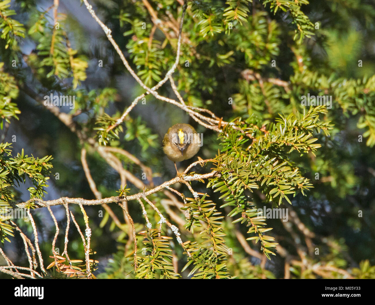 Regulus regulus Goldcrest Yew Tree dans l'alimentation Banque D'Images