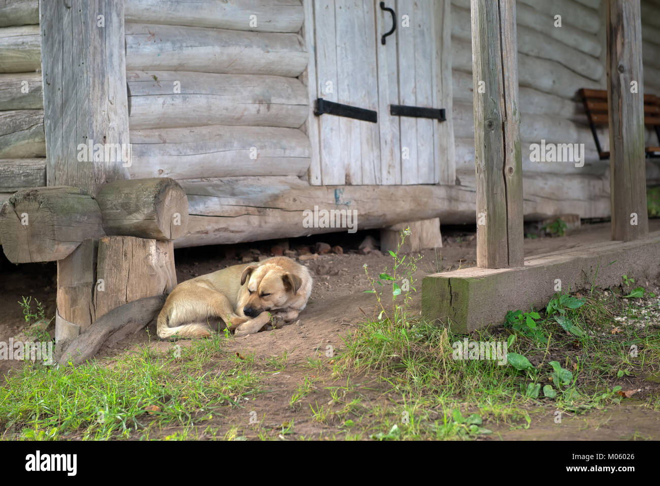 Le chien se trouve près du village de Grange Banque D'Images