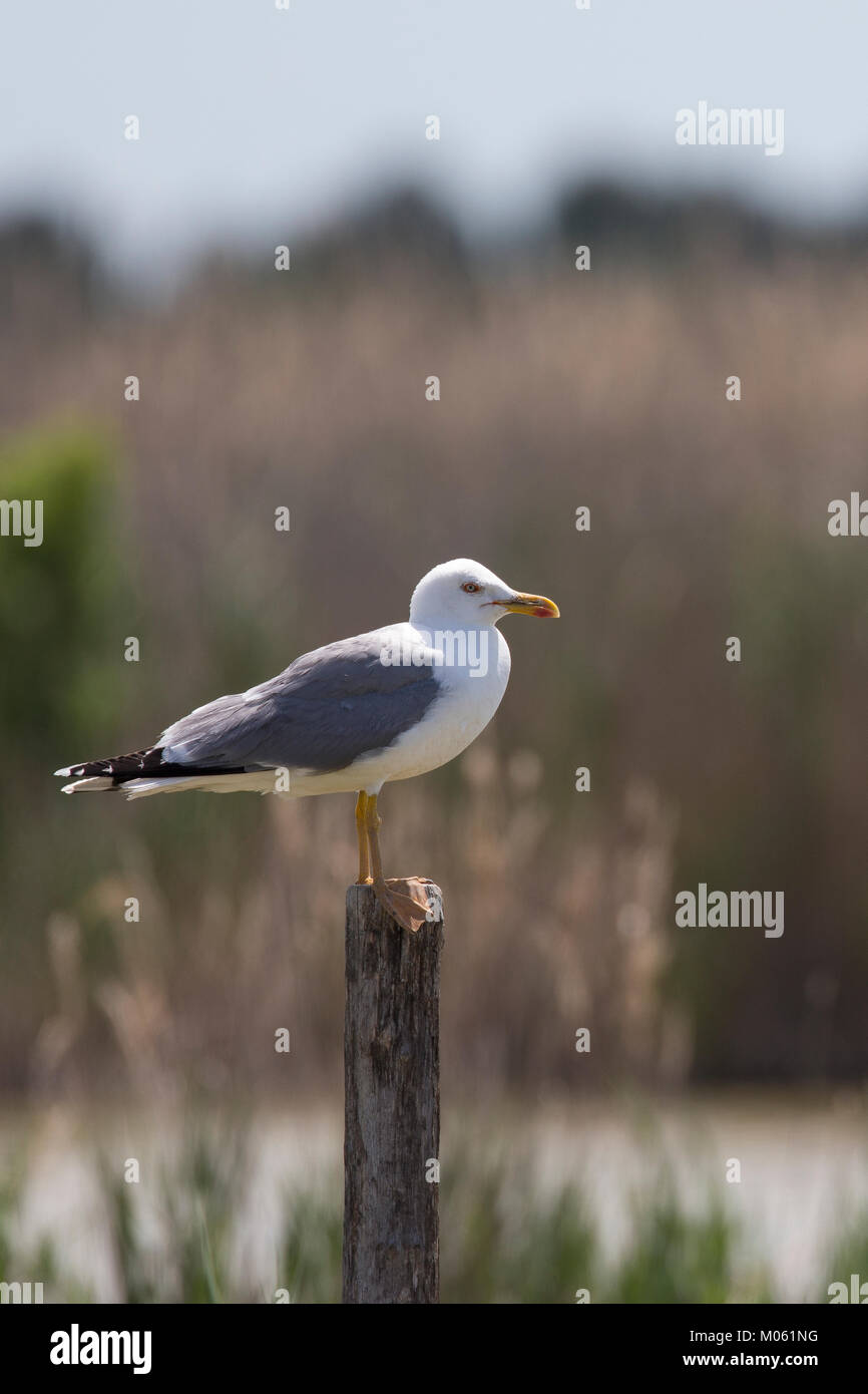 Mittelmeermöwe Mittelmeer-Möwe Möwe,,,,, Mittelmeermöve Möwen Larus michahellis, Goéland, Mouette, Goéland argenté, (Weißkopfmöwe, Larus cachinnans) Banque D'Images