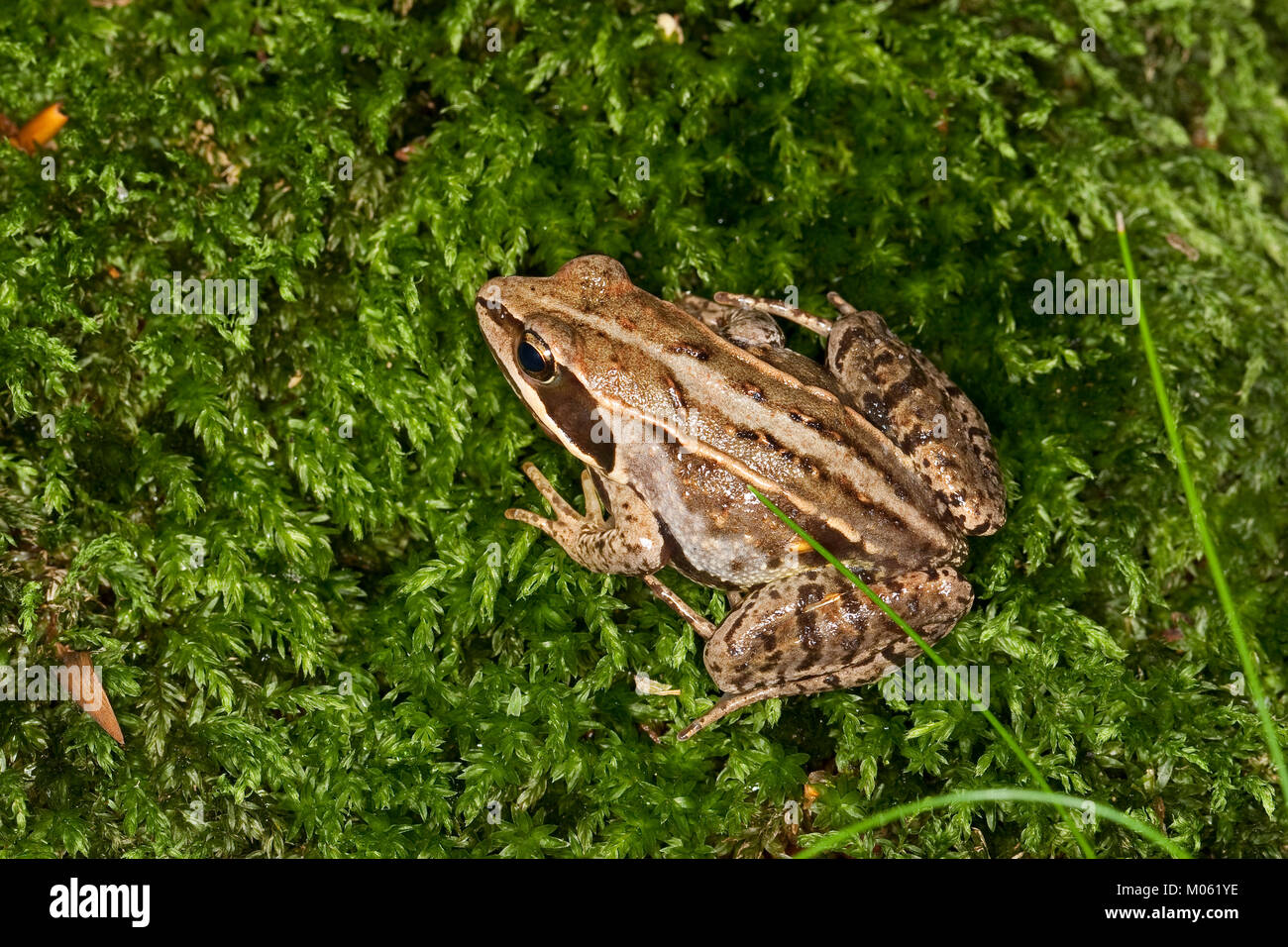 Moorfrosch, Moor-Frosch, Frosch, Rana arvalis, Moor Frog Banque D'Images