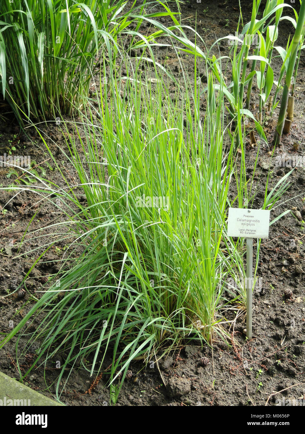 Calamagrostis epigejos, communément appelé roseau de sable européen, est présenté dans le Botanischer Garten Fribourg. L'image capture les tiges hautes et minces de la plante et les inflorescences plumeuses, soulignant son rôle dans la collection variée de plantes du jardin. Banque D'Images