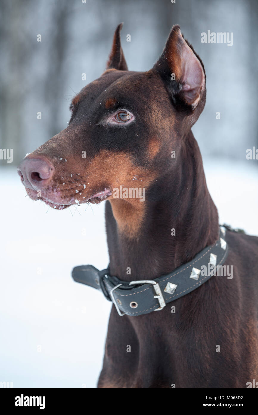 Close-up portrait of brown de race Dobermann en saison d'hiver Banque D'Images