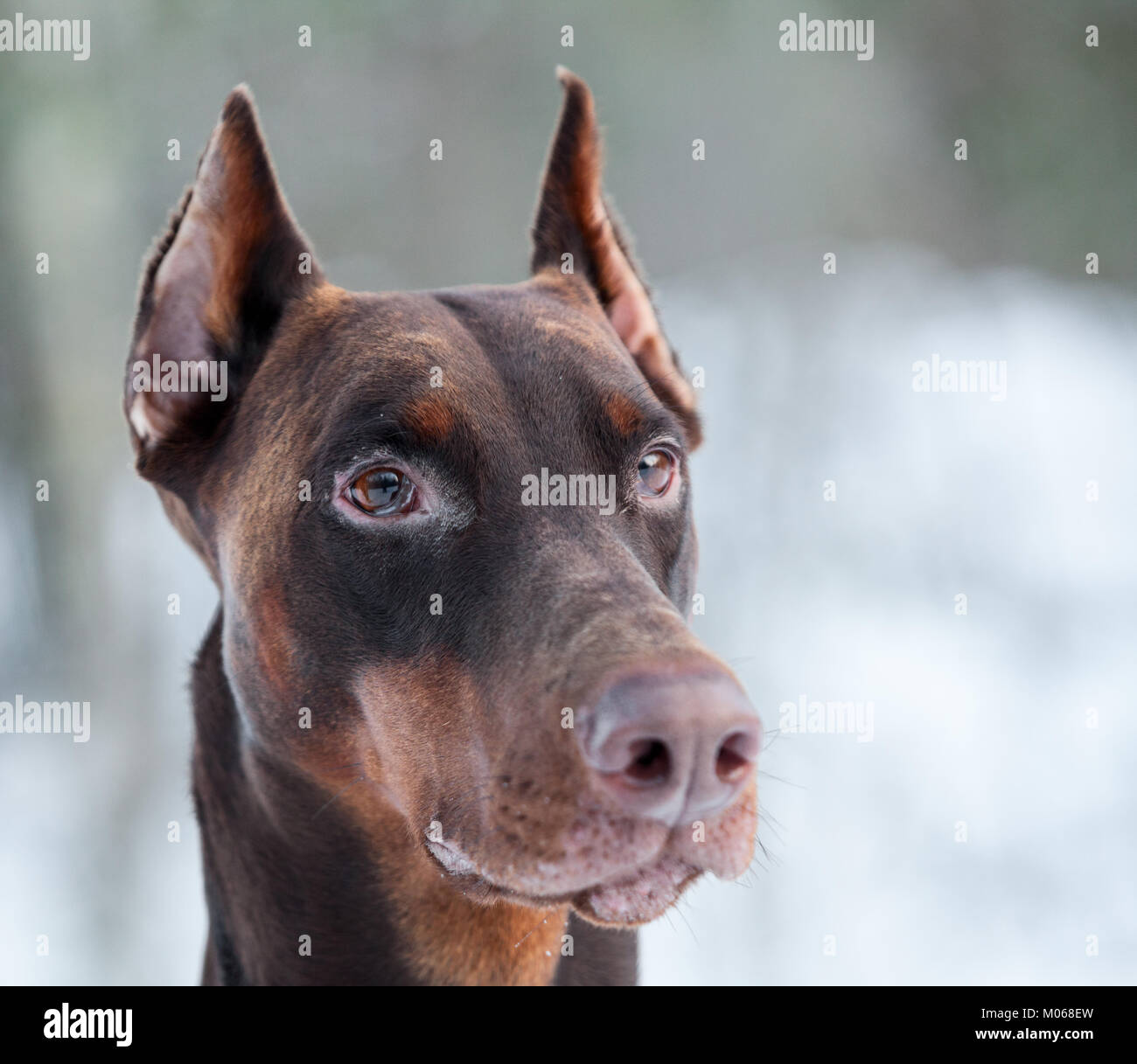 Museau De Chien Doberman Brun Avec Vigilance Les Oreilles