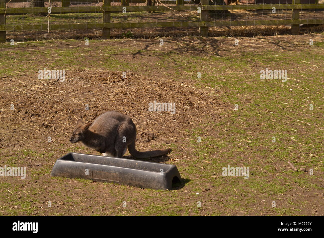 Lapin solitaire Banque D'Images