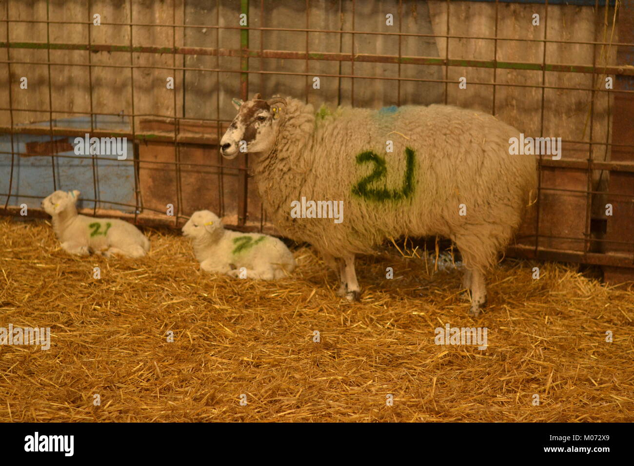 Moutons et deux agneaux Banque D'Images