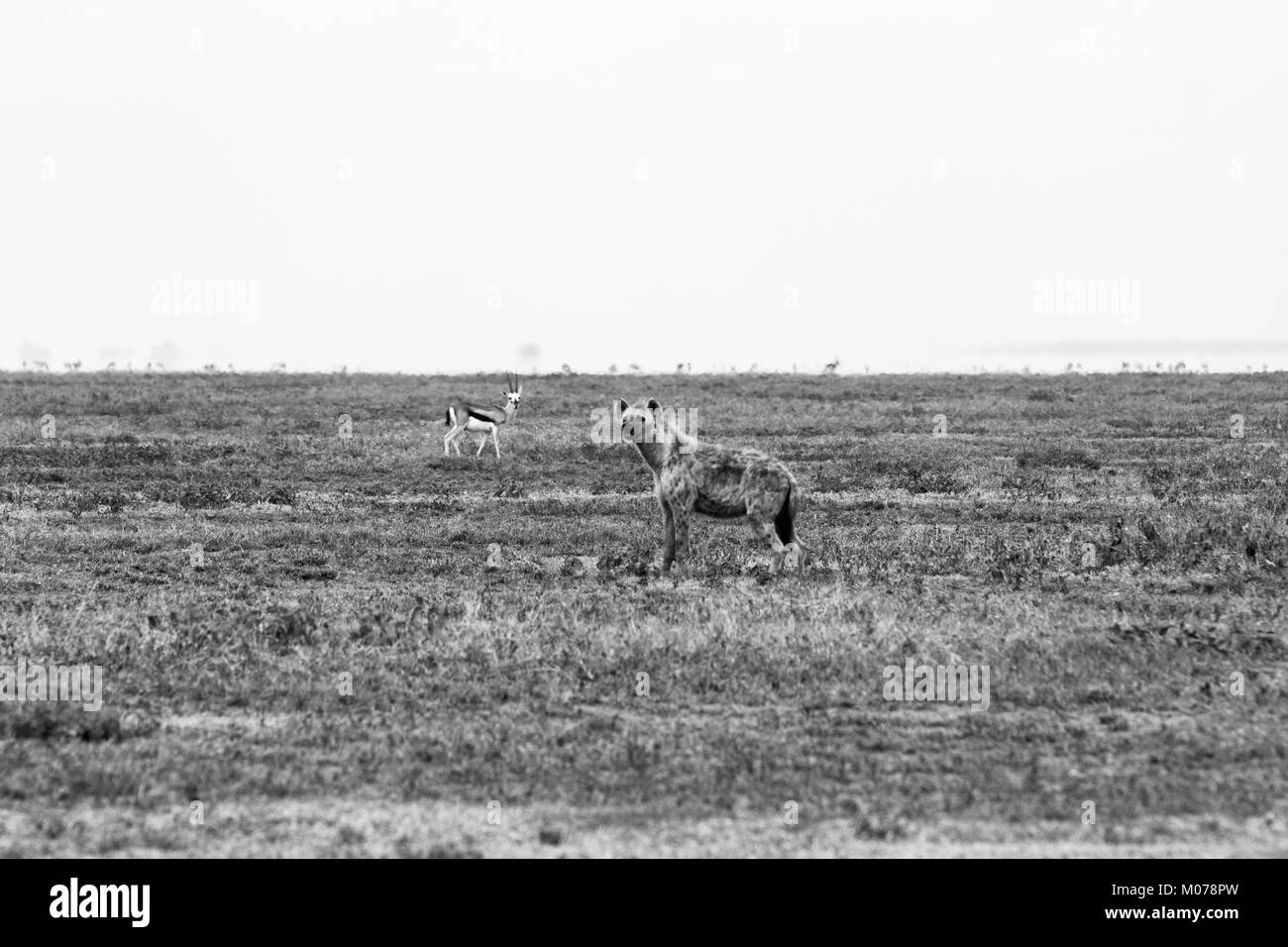 La Hyène tachetée (Crocuta crocuta), aussi connu sous le rire est une espèce de hyène ou feliform carnivoran hyènes hyènes mammifères de la famille Hyae Banque D'Images