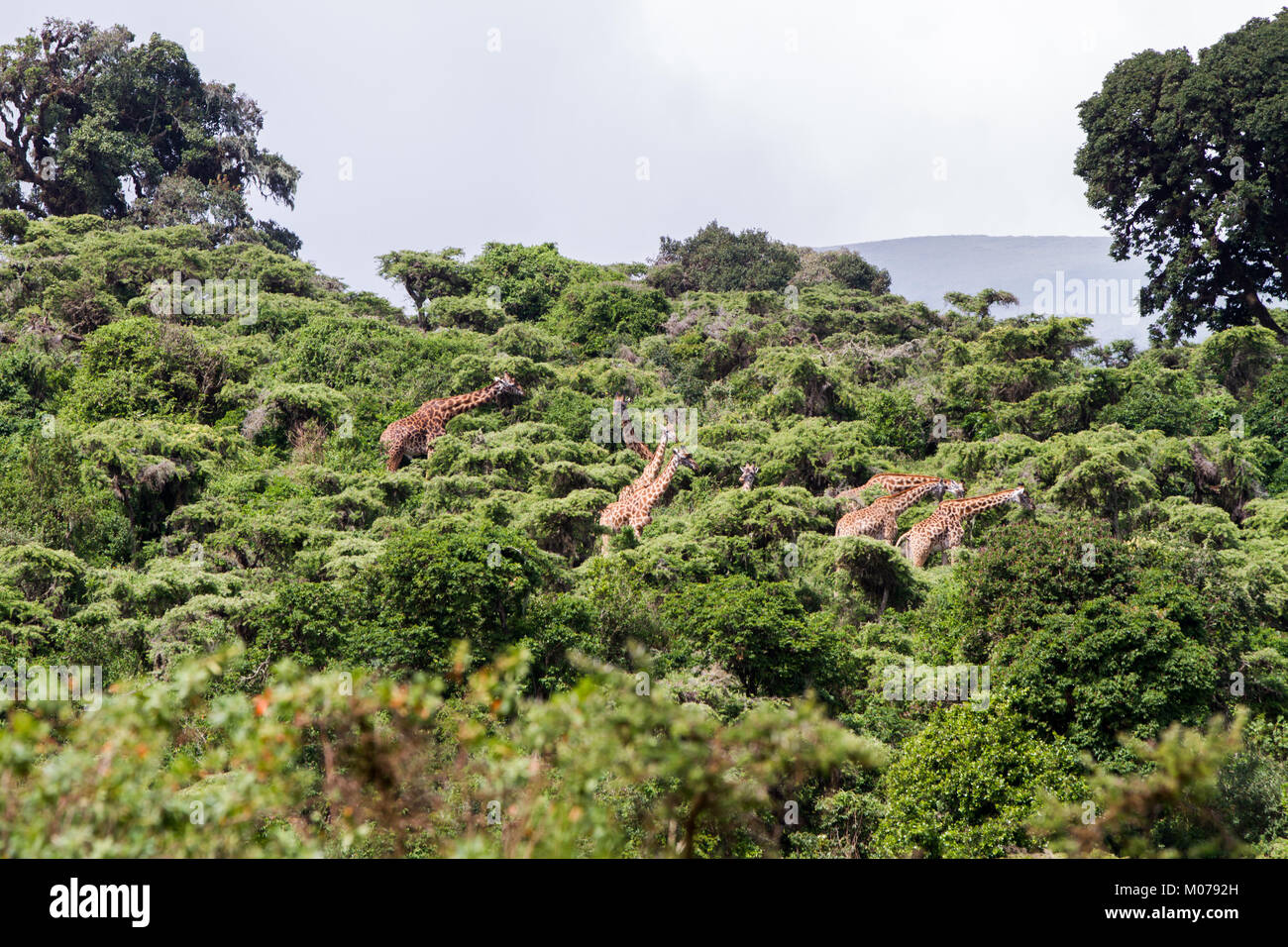 La Girafe (Giraffa), espèce d'ongulés artiodactyles (à l'Afrique, le plus grand mammifère terrestre vivant les animaux et la plus grande partie des ruminants, le Big Fiv Banque D'Images