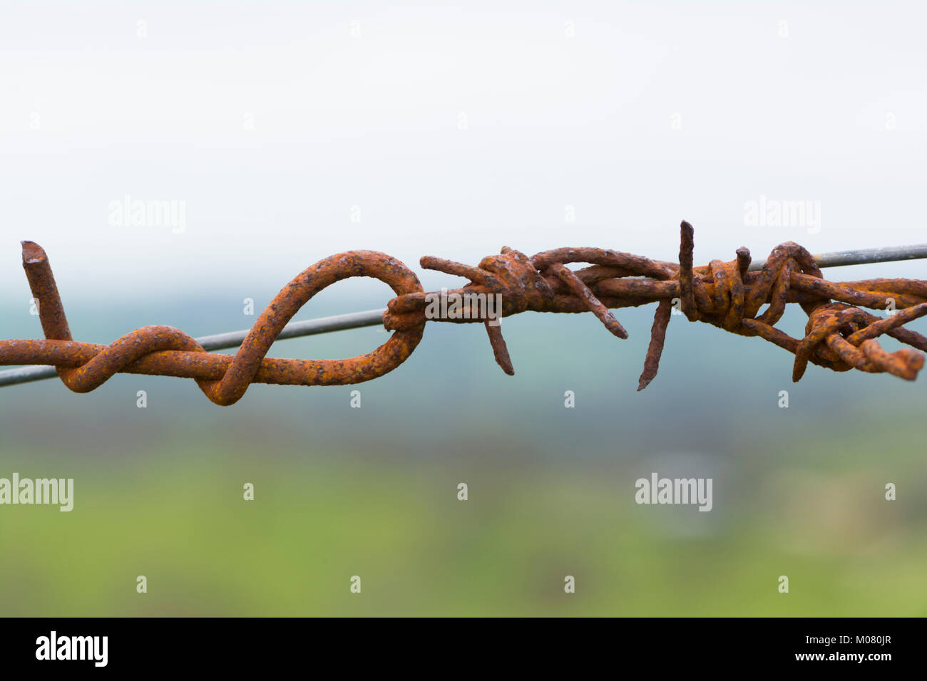Résumé : Le fil de clôture des bretzels, faite par les paires torsadées noeuds et des barbelés sur la clôture rurale. Prises à la vallée de l'EDAN Lookout, en Australie du Sud. S Banque D'Images